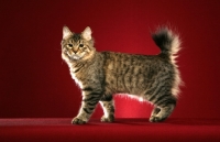 Picture of longhaired Pixie Bob cat on red background