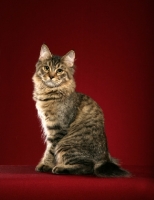 Picture of longhaired Pixie Bob cat on red background