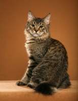 Picture of longhaired Pixie Bob cat sitting down, back view