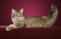 Picture of longhaired Pixie Bob cat 