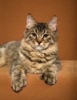 Picture of longhaired Pixie Bob cat