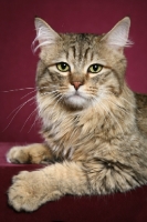 Picture of longhaired Pixie Bob cat