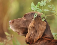 Picture of longhaired pointer head study in country setting