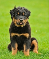 Picture of longhaired Rottweiler puppy sitting on grass