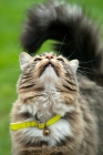Picture of longhaired tabby cat looking up