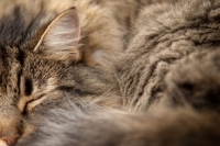 Picture of longhaired tabby cat sleeping