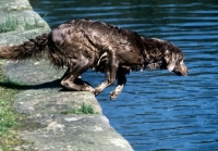 Picture of longhaired weimaraner jumping into water
