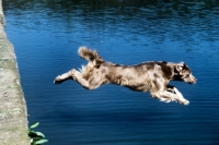 Picture of longhaired weimaraner jumping into water