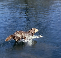 Picture of longhaired weimaraner leaping into water