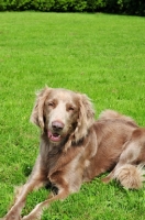 Picture of longhaired Weimaraner lying on grass