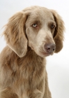 Picture of Longhaired Weimaraner on portrait white background