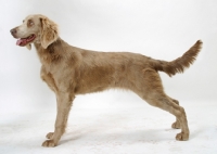 Picture of Longhaired Weimaraner on white background