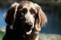 Picture of longhaired weimaraner, portrait