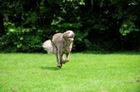 Picture of longhaired Weimaraner running in field