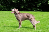 Picture of longhaired Weimaraner side view