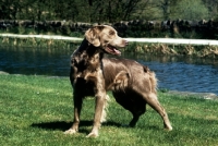 Picture of longhaired weimaraner standing on grass near riverside