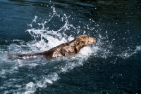 Picture of longhaired weimaraner swimming