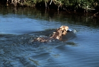 Picture of longhaired weimaraner swimming towards riverbank carrying dummy