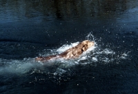 Picture of longhaired weimaraner swimming in river