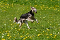 Picture of longhaired whippet jumping. WARNING: this dog is not a recognised breed. For Whippets recognised by the major dog associations please see Whippet (shorthaired)