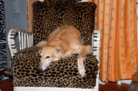 Picture of longhaired whippet on chair.

WARNING: this dog is not a recognised breed. For Whippets recognised by the major dog associations please see Whippet (shorthaired)