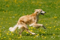 Picture of longhaired whippet running, WARNING: this dog is not a recognised breed. For Whippets recognised by the major dog associations please see Whippet (shorthaired)