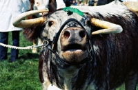 Picture of longhorn bull at a show mooing