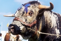 Picture of longhorn bull at a show