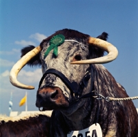 Picture of longhorn bull at a show