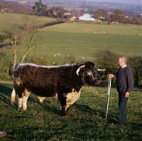 Picture of longhorn bull at pithouse farm, ross on wye