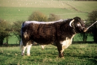 Picture of longhorn bull side view