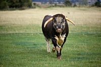 Picture of longhorn bull walking towards camera