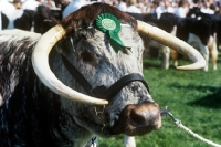 Picture of longhorn bull wearing a rosette