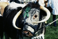 Picture of longhorn bull wearing rosette at royal show
