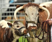 Picture of Longhorn cow and calf