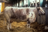 Picture of longhorn cow at a show