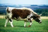 Picture of longhorn cow walking across a field