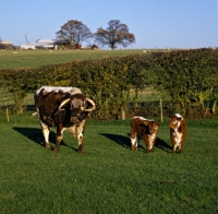 Picture of longhorn cow with two calves at pithouse farm