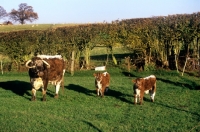 Picture of longhorn cow with two calves at pithouse farm