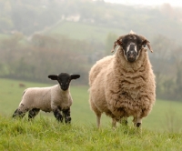 Picture of Lonk ewe with lamb
