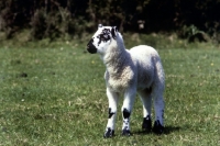 Picture of lonk lamb