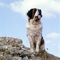 Picture of looking up at a st bernard standing at the top of a slope