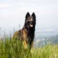 Picture of looking up at tervueren in grass