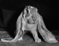 Picture of lop eared rabbit