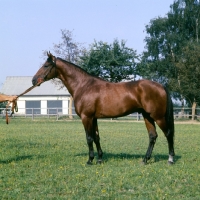 Picture of lord pit, german trotter