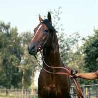 Picture of lord pit, german trotter,