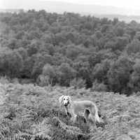 Picture of lost dog in countryside