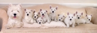 Picture of lots of West Highland White puppies on a couch
