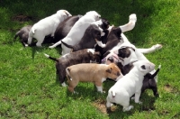 Picture of lots of young Bull Terrier puppies