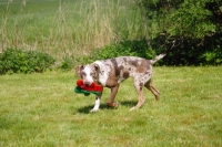 Picture of Louisiana Catahoula Leopard dog with slippers in its mouth